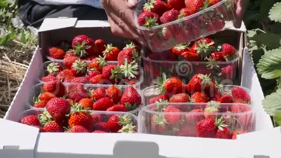 男人手小心翼翼地把装满草莓的容量放进盒子里视频的预览图