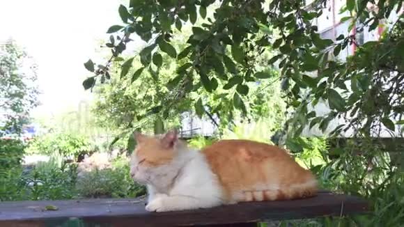 一只老病猫躺在大自然里张开嘴街上的流浪猫动物保护视频的预览图