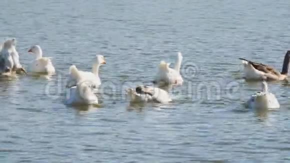 村庄池塘里的白鹅潜入水中视频的预览图