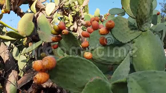 意大利的仙人掌植物上生长着橘红色的多刺梨视频的预览图