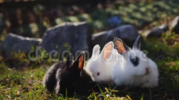 春天草地上的小兔子视频的预览图