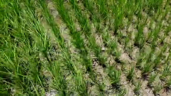 在起伏的葱茏的水稻梯田上空中盘旋巴厘岛视频的预览图