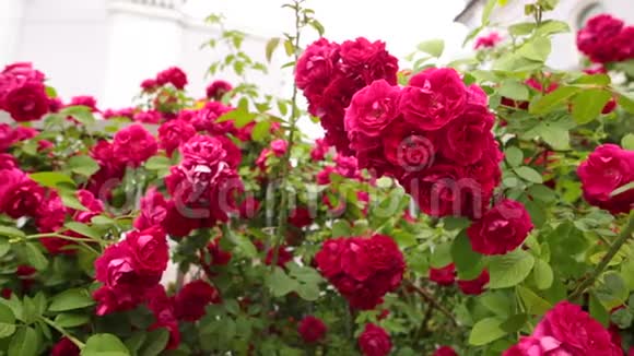 一幅植物园里盛开的红玫瑰的缓慢全景视频的预览图