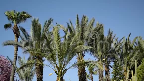 棕榈树的顶端在风中摇曳视频的预览图