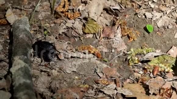 繁殖季节的两只大黑森林甲虫视频的预览图