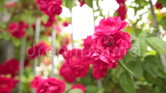 童话花园里一朵盛开的粉红色玫瑰的特写视频的预览图