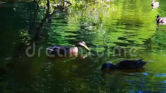 城市公园池塘水中缓慢运动的鸭子视频的预览图