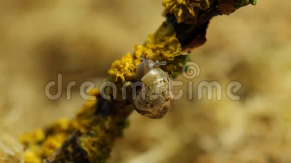 一只小蜗牛坐着视频的预览图