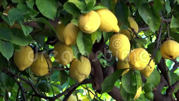 柠檬树靠近视频的预览图