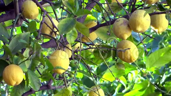 柠檬树靠近视频的预览图