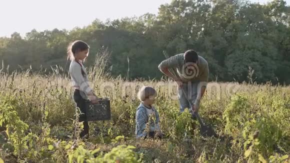 农民带着孩子在生态农场的田野上收获有机红薯视频的预览图