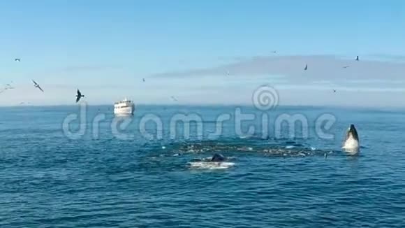 喂养一群座头鲸视频的预览图