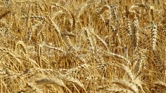小麦在田间的金熟小穗粮食作物的收获从上面看视频的预览图
