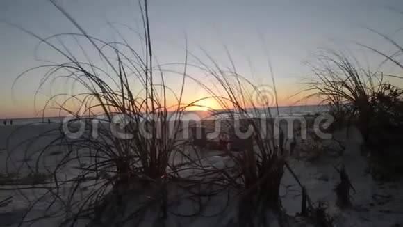 多莉穿过海草到海洋日落视频的预览图
