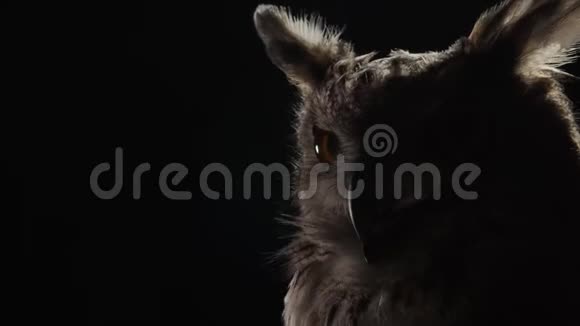 大眼睛的猫头鹰坐在黑暗的房间里野生动物食肉鸟视频的预览图