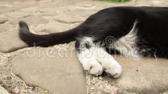 一只懒洋洋的黑白猫的尾巴和爪子停在铺路石上视频的预览图