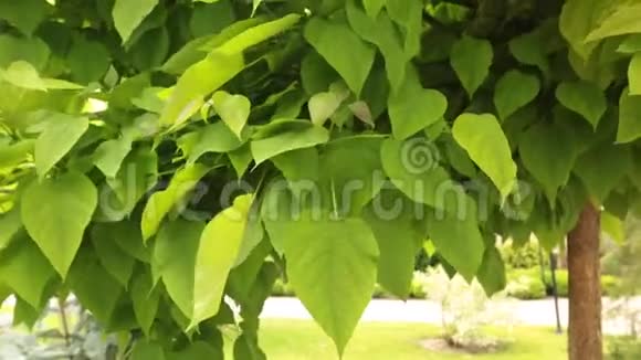 幼梓树有阳光的叶子视频的预览图