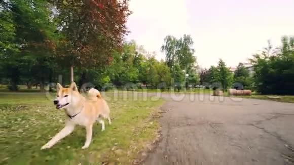 慢动作肖像可爱的石坝牛狗在公园里跑步享受新鲜的空气和自然美丽的树木和草坪视频的预览图