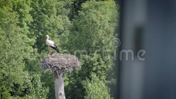 从酒店窗户看到站在巢里的白鹳视频的预览图