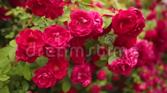有选择性地关注花园里美丽的玫瑰视频的预览图