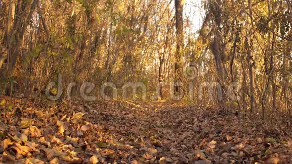 狗追逐猎物猎狗沿着秋天森林的小径奔跑慢动作视频的预览图