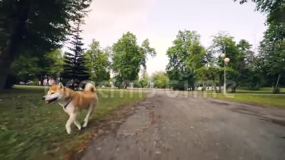 多莉拍摄了可爱的狗石坝在公园里沿着小路跑的慢镜头然后在绿色的草坪上享受着视频的预览图