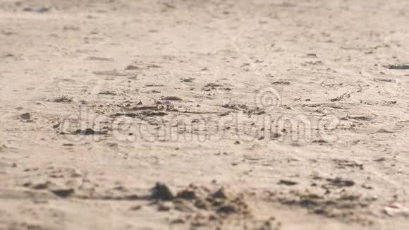 沙滩上的沙尘暴特写视频的预览图