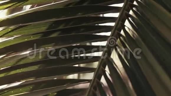 近距离拍摄一大片棕榈树的叶子通过它可以看到太阳视频的预览图