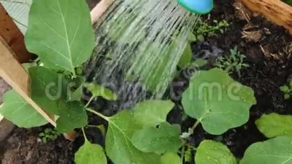 女人在温室的特写镜头里浇灌庄稼视频的预览图