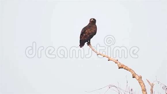 鹰从树枝上飞起视频的预览图