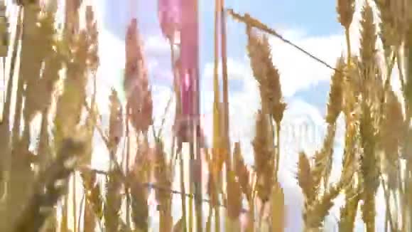 麦穗随风摇摆迎着蓝天特写谷物的收获小麦金穗的运动视频的预览图