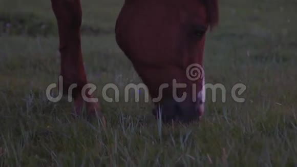 草原上的马视频的预览图