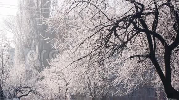 树上的海霜视频的预览图