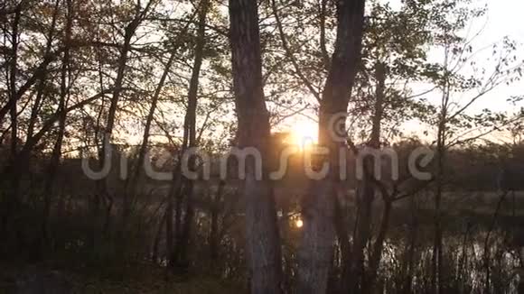 秋天的森林在夕阳下太阳在树后闪烁湖在森林里视频的预览图