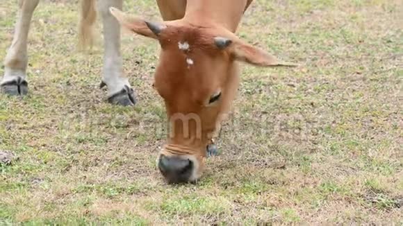 在热带农村养牛场雌性肉牛吃树上的叶子草农村农业牲畜动物视频的预览图