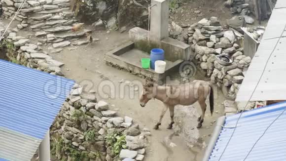 驴和鸡在尼泊尔村吃玛纳斯鲁山上巡回跋涉视频的预览图