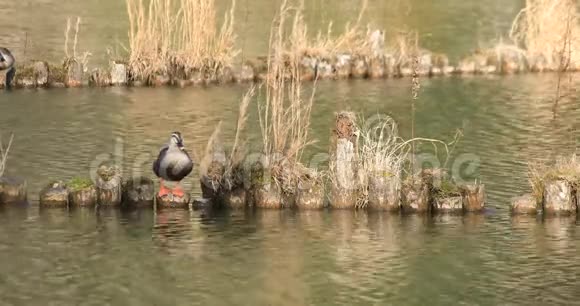 池塘里的浮鸭视频的预览图
