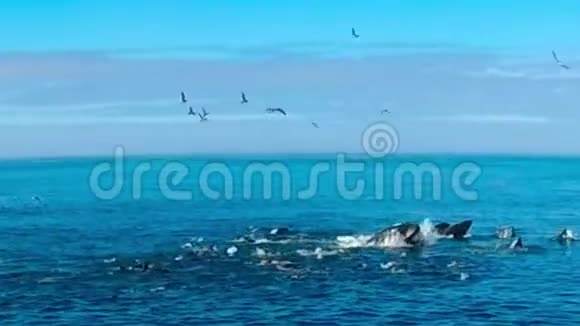 喂养一群座头鲸视频的预览图