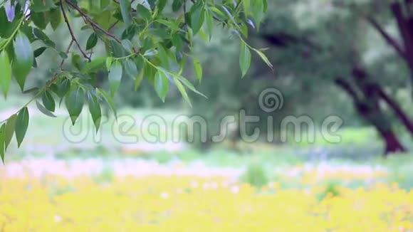 一棵绿叶树的枝干在风中摆动它的背景是一片开花的草地上面有黄色的蒲公英视频的预览图