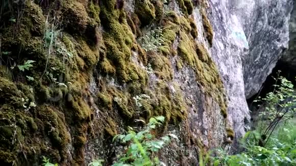 用植物和石头特写自然角库存录像植物和野生动物细节的美丽视频的预览图