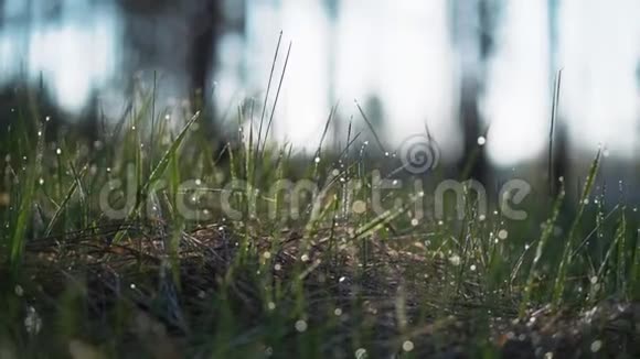 水珠落在绿草上露珠落在明亮的绿草上阳光闪烁视频的预览图