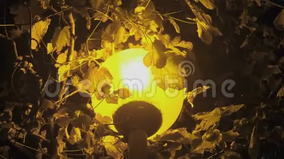 路灯下一棵树在黑暗中用黄灯特写视频的预览图
