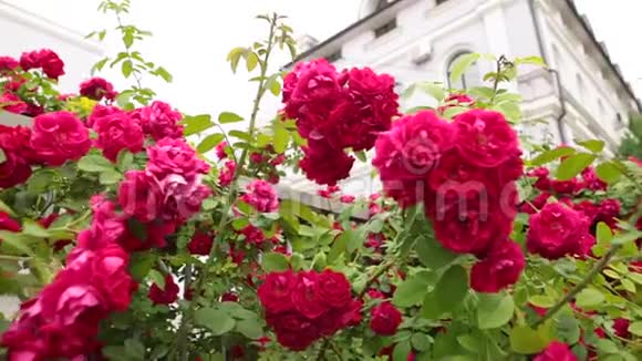在一座白色的建筑上夏日花园里美妙的芬芳玫瑰视频的预览图