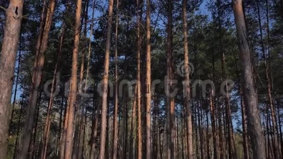 绿色森林松树仙林未触及的云杉森林模式视频的预览图