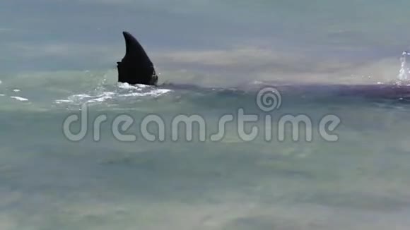 海洋和海豚的鳍缓慢运动视频的预览图