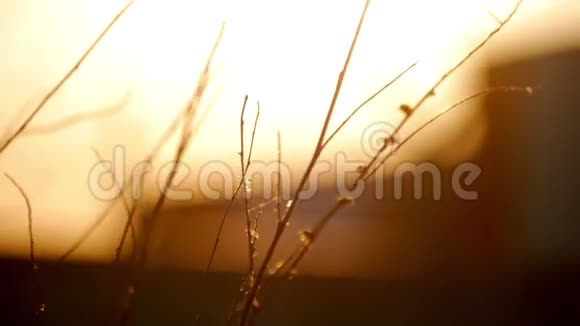 棕色草地背景为波克和日落光视频的预览图