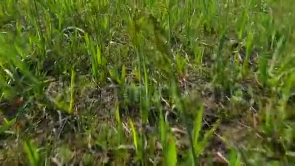 草原上春天的草坪上绿草如茵特写视频的预览图