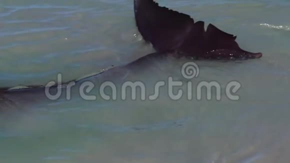 海洋和海豚缓慢移动的脸视频的预览图