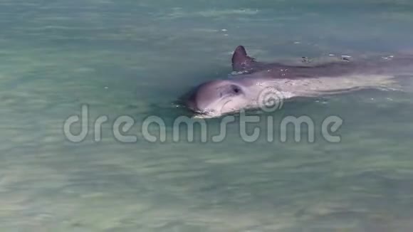 海洋和海豚的鳍缓慢运动视频的预览图