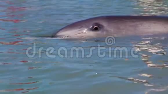 海洋和海豚的眼睛缓慢运动视频的预览图